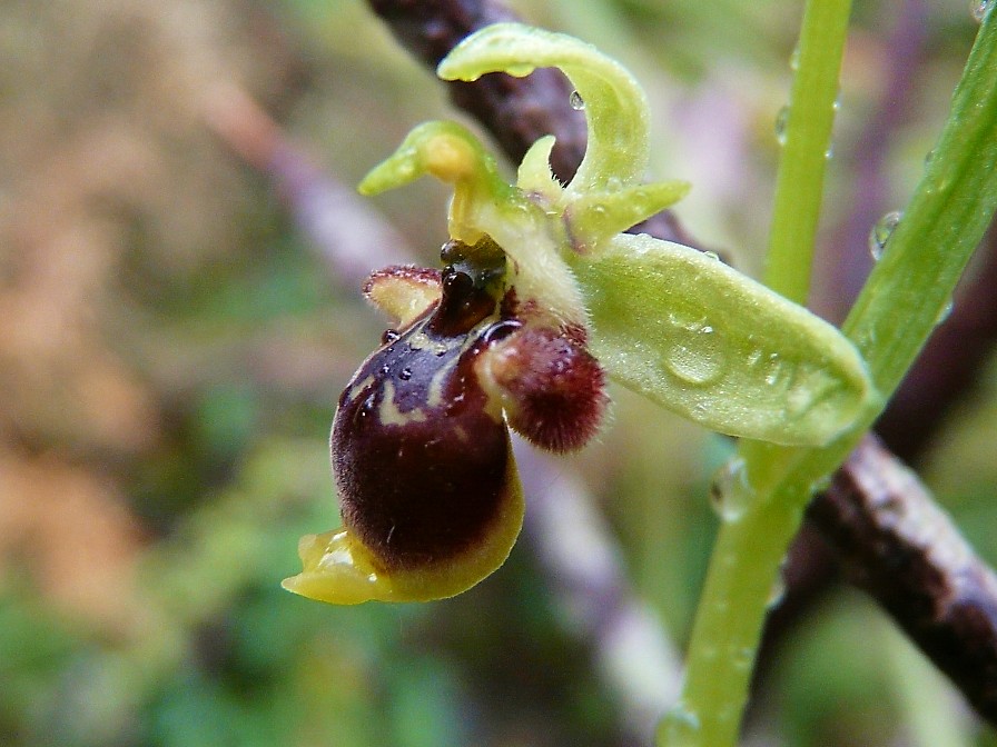 Ophrys scolopax